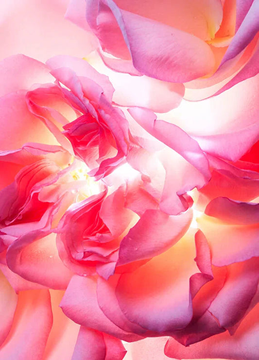 bvlgari-allegra-magnifying-rose-40ml-02 IMAGE