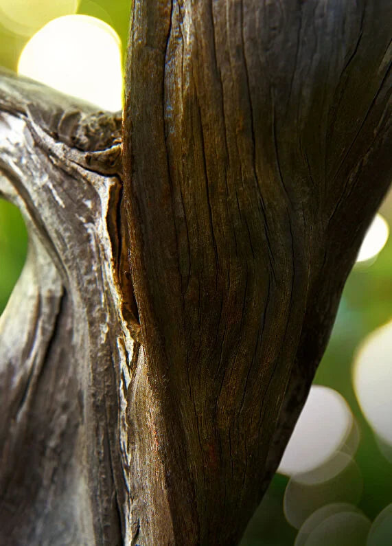 bvlgari-le-gemme-falkar-edp-125-ml-unisex-parfum-05 IMAGE