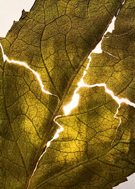 bvlgari-le-gemme-sahare-edp-125-ml-02 IMAGE