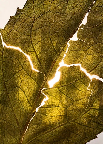 bvlgari-le-gemme-sahare-edp-125-ml-02 IMAGE