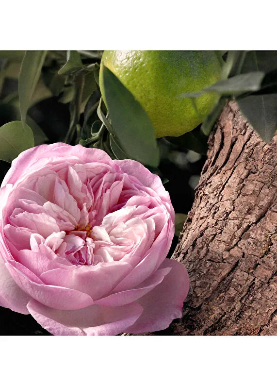 chanel-n19-eau-de-parfum-spray-100ml-03 IMAGE