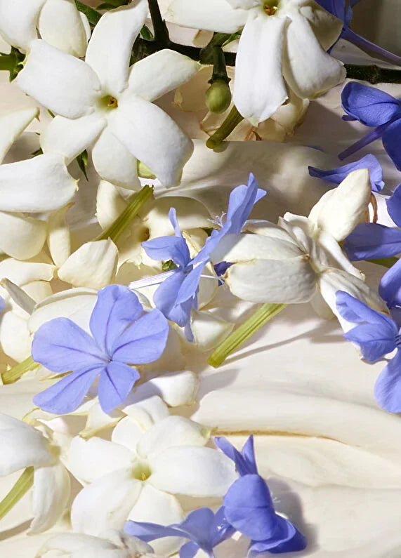 dolcegabbana-blue-jasmine-edp-50-ml-kadin-parfum-05 IMAGE