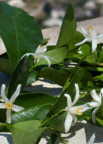 dolcegabbana-devotion-for-men-100-ml-parfum-05 IMAGE