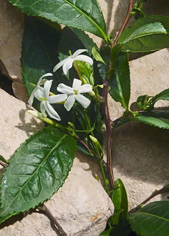 dolcegabbana-devotion-for-men-50-ml-parfum-05 IMAGE