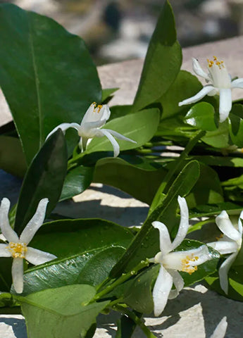 dolcegabbana-dolce-violet-edt-50ml-kadin-parfum-05 IMAGE