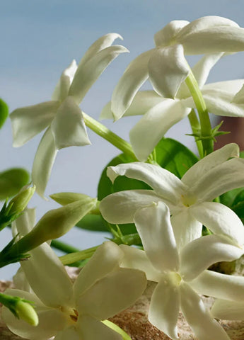 dolcegabbana-dolcegabbana-the-only-one-50-ml-04 IMAGE