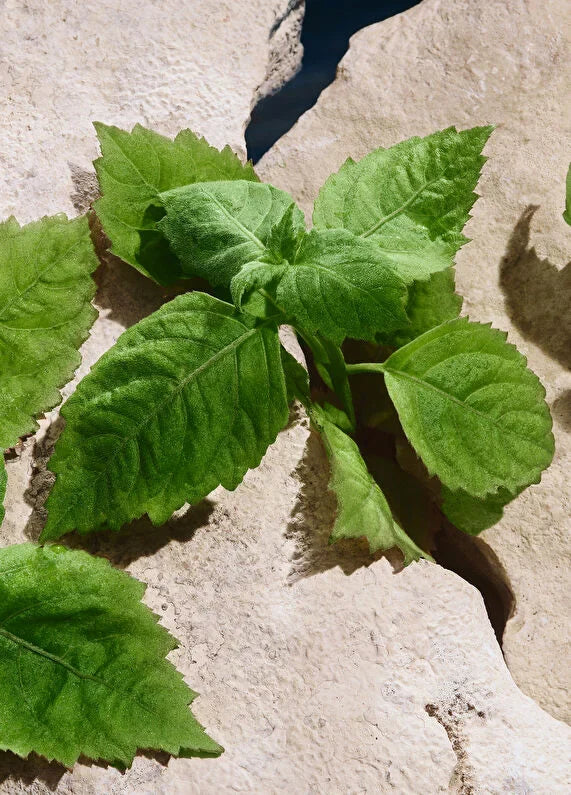 dolcegabbana-light-blue-capri-in-love-eau-de-parfum-50ml-05 IMAGE