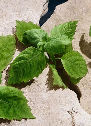 dolcegabbana-light-blue-pour-homme-eau-de-toilette-100ml-05 IMAGE