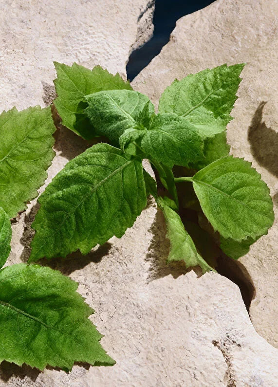 dolcegabbana-q-by-dg-edpi-intense-erkek-100ml-parfum-05 IMAGE