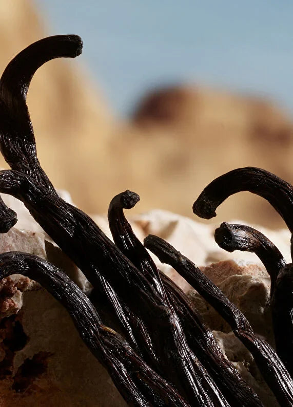 dolcegabbana-q-by-dolcegabbana-parfum-50ml-05 IMAGE