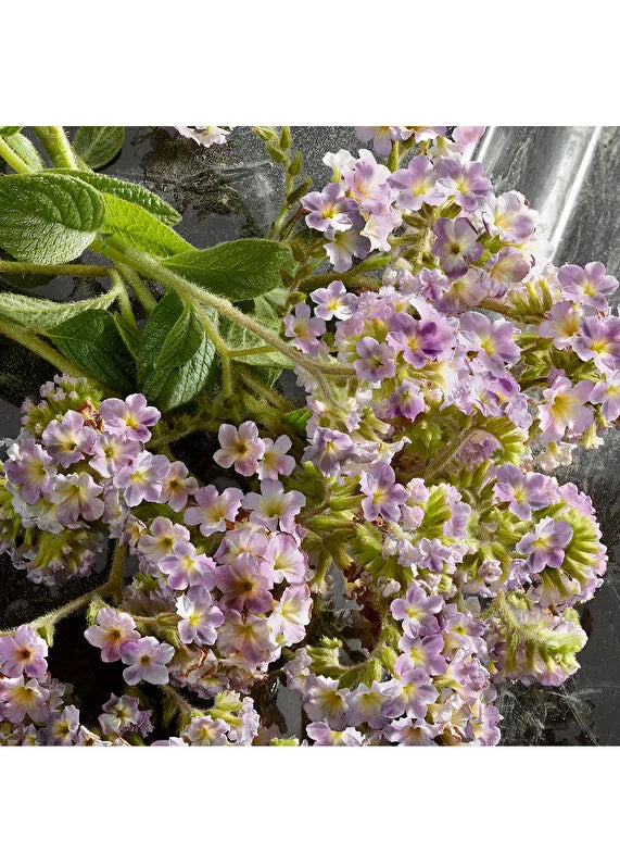 dolcegabbana-the-one-edp-75ml-06 IMAGE