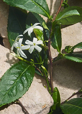 dolcegabbana-the-one-pour-homme-gold-edp-100-ml-erkek-parfum-05 IMAGE