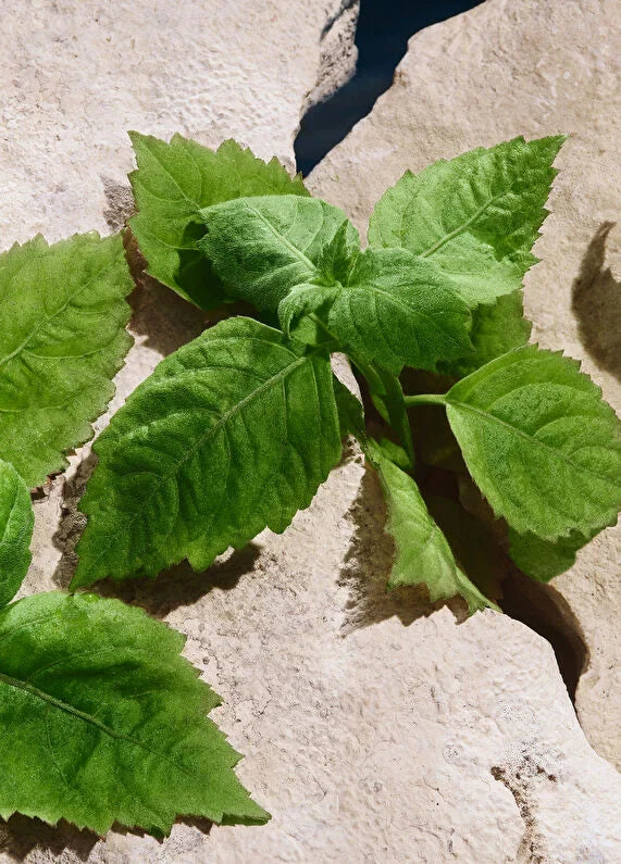 dolcegabbana-velvet-amber-skin-edp-100-ml-unisex-parfum-05 IMAGE