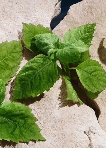 dolcegabbana-velvet-amber-skin-edp-100-ml-unisex-parfum-05 IMAGE