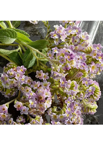 dolcegabbana-velvet-rose-edp-100-ml-unisex-parfum-06 IMAGE