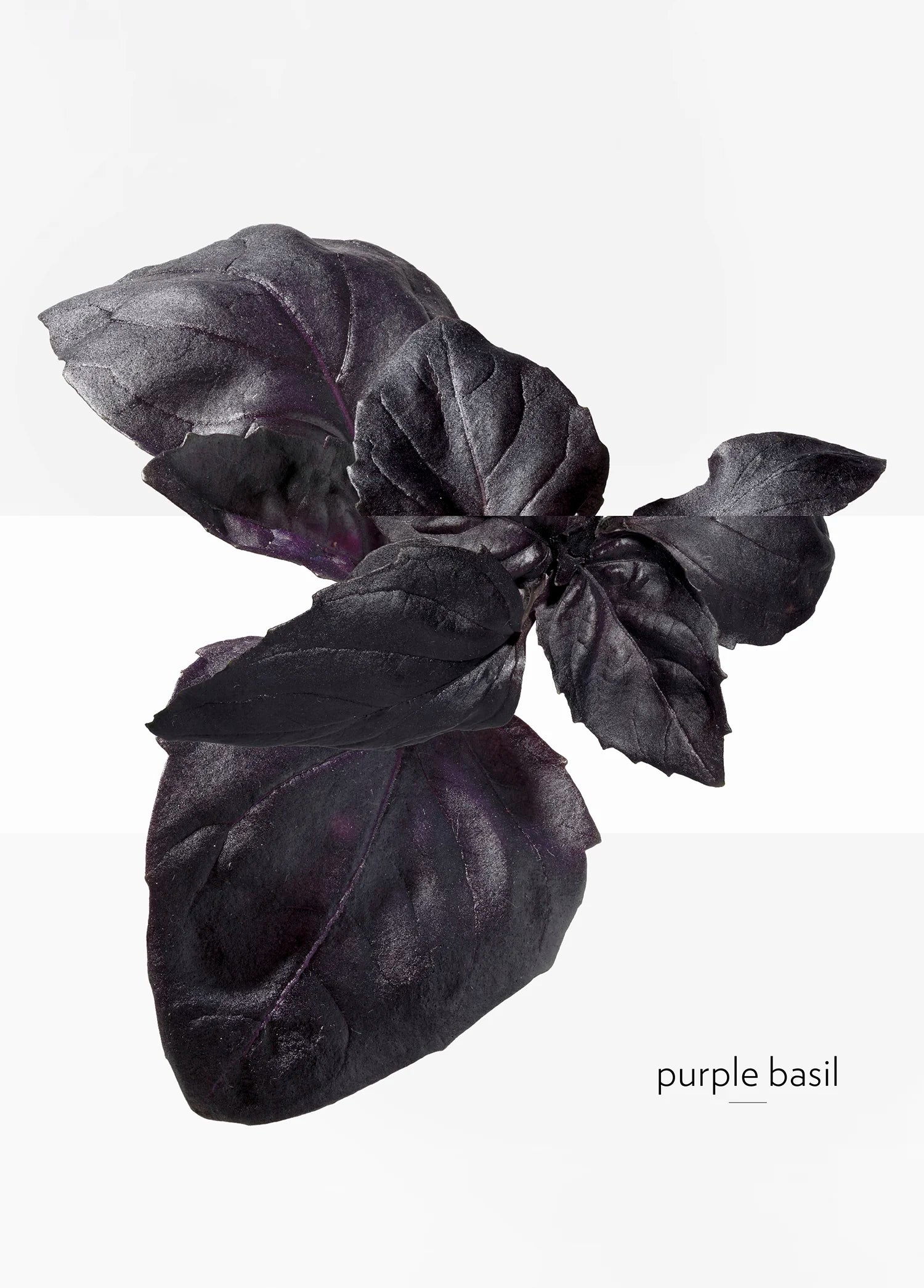 hermes-eau-de-basilic-pourpre-edc-200ml-03501-06 image