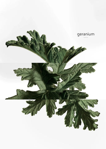 hermes-eau-de-basilic-pourpre-edc-200ml-03501-08 image