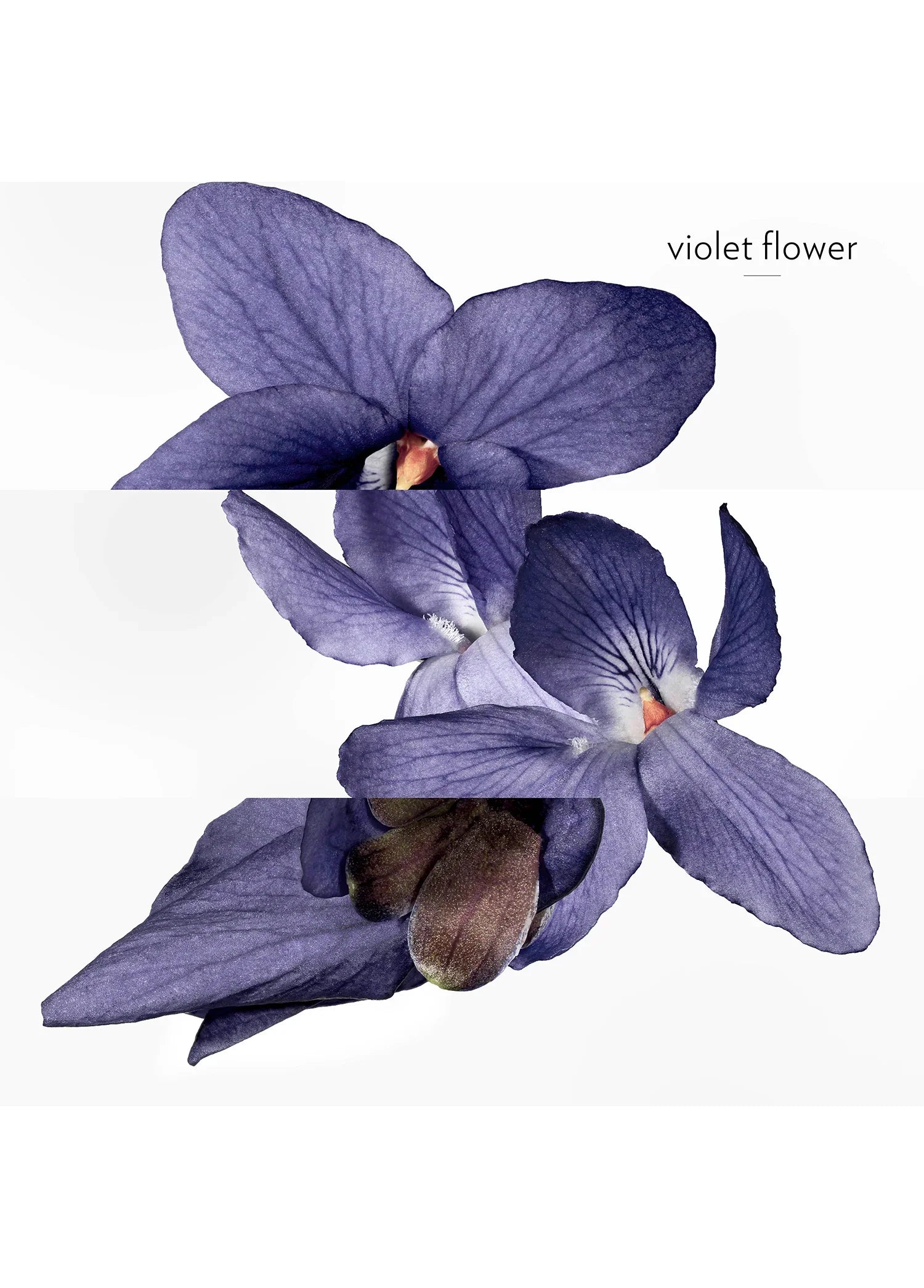 hermes-hermessence-violette-volynka-eau-de-toilette-200ml-02405-05 image