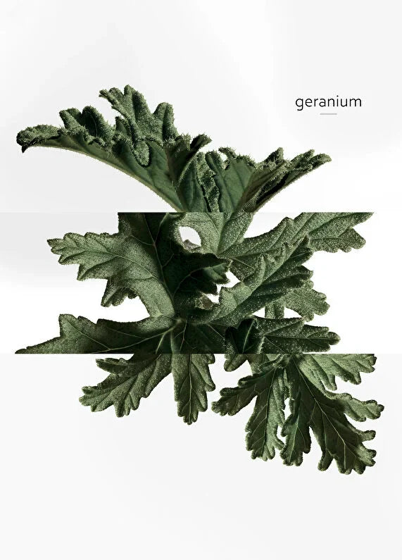 hermes-terre-dhermes-eau-de-toilette-50ml-07 IMAGE