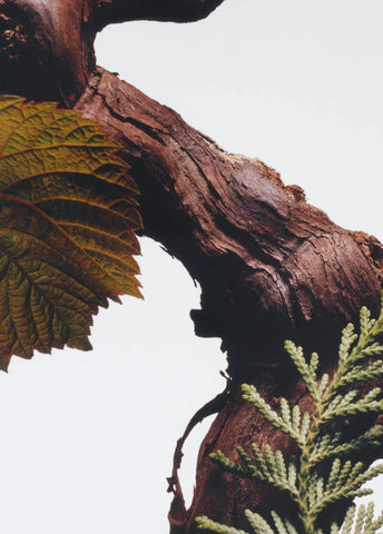 jo-malone-london-cypress-grapevine-cologrne-intense-100-ml-00572-05 image