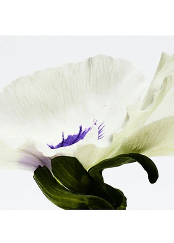 loewe-loewe-7-elixir-50ml-03 IMAGE