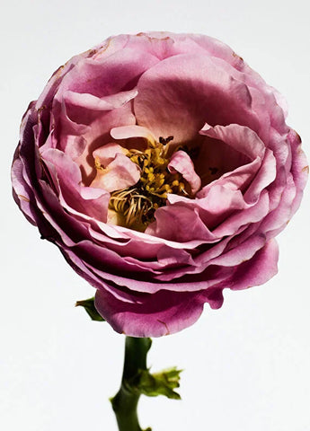 loewe-loewe-rosaleda-edp-150ml-03 IMAGE