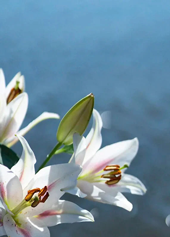 maison-crivelli-tubereuse-astrale-extrait-100-ml-unisex-parfum-05 IMAGE