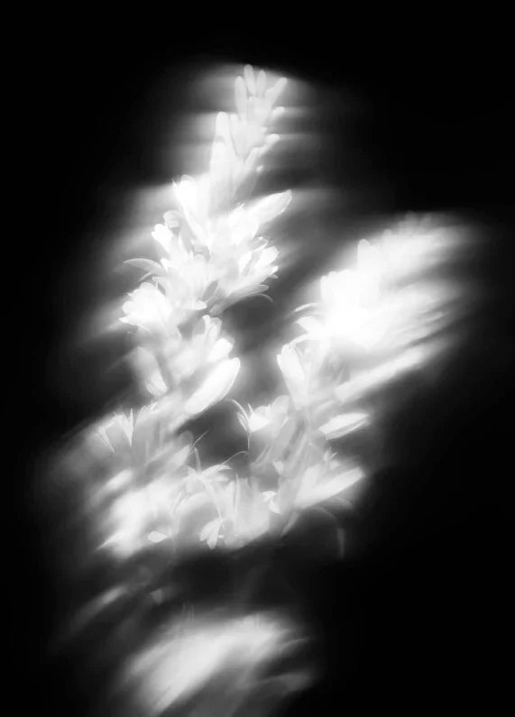 maison-crivelli-tubereuse-astrale-extrait-50ml-parfum-04 IMAGE