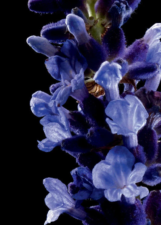 yves-saint-laurent-kouros-edt-100ml-00990-02 image