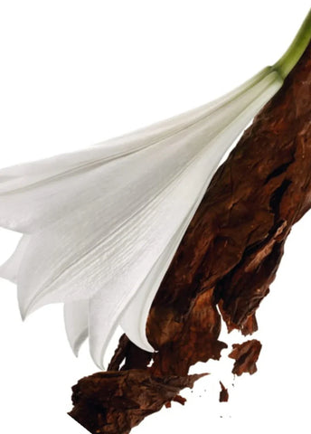 yves-saint-laurent-mon-paris-edp-50ml-00658-03 image